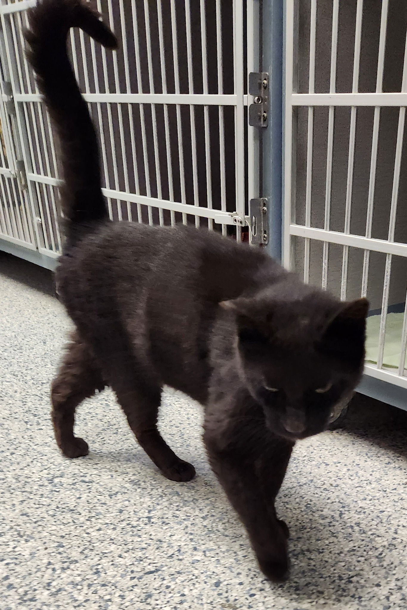 Victor, an adoptable Domestic Short Hair in Knoxville, IA, 50138 | Photo Image 1