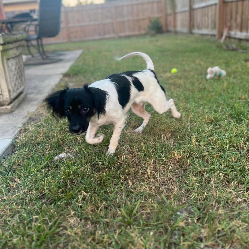 Mack, an adoptable Chihuahua, Papillon in Sarasota, FL, 34240 | Photo Image 3