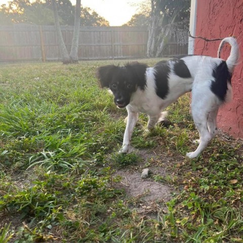 Mack, an adoptable Chihuahua, Papillon in Sarasota, FL, 34240 | Photo Image 4