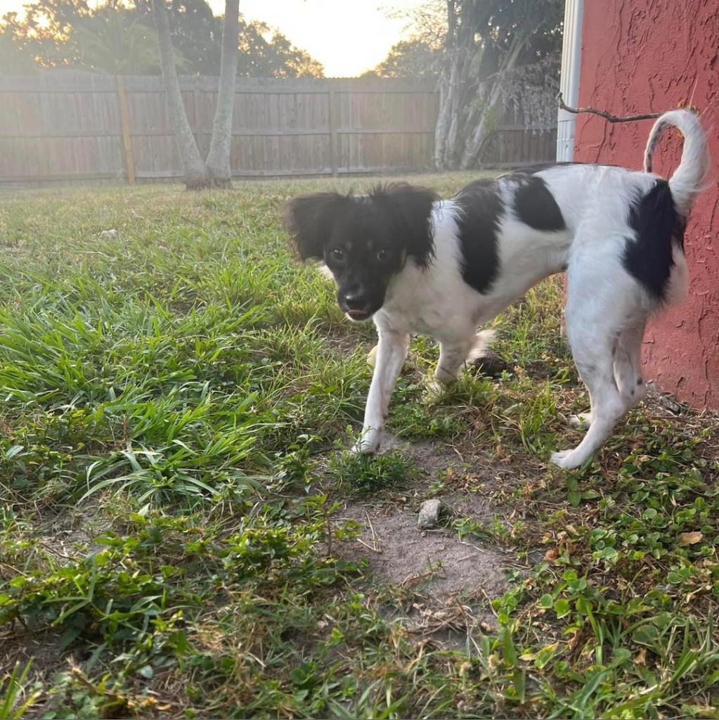 Mack, an adoptable Chihuahua, Papillon in Sarasota, FL, 34240 | Photo Image 4