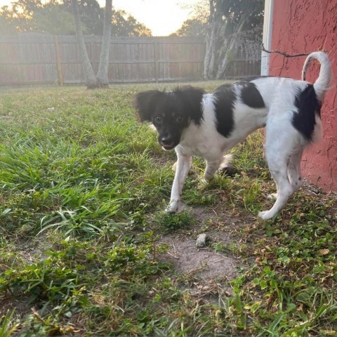 Mack, an adoptable Chihuahua, Papillon in Sarasota, FL, 34240 | Photo Image 5