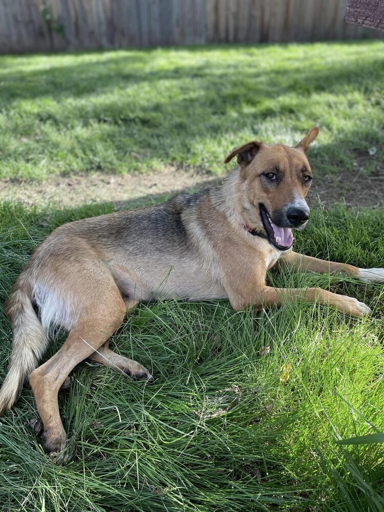 Jeanie, an adoptable Shepherd in Littleton, CO, 80126 | Photo Image 1