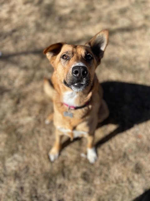 Jeanie, an adoptable Shepherd in Littleton, CO, 80126 | Photo Image 2