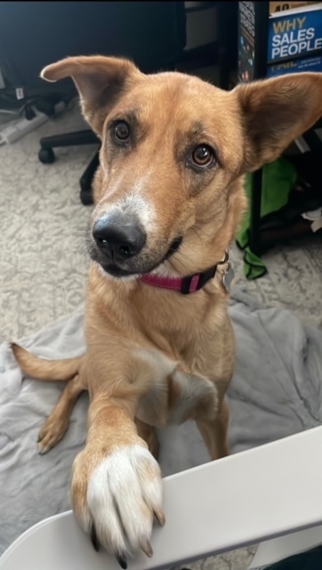 Jeanie, an adoptable Shepherd in Littleton, CO, 80126 | Photo Image 3