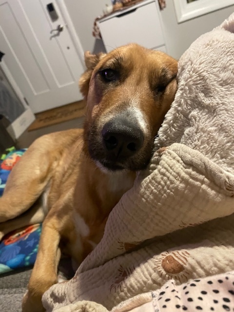 Jeanie, an adoptable Shepherd in Littleton, CO, 80126 | Photo Image 3