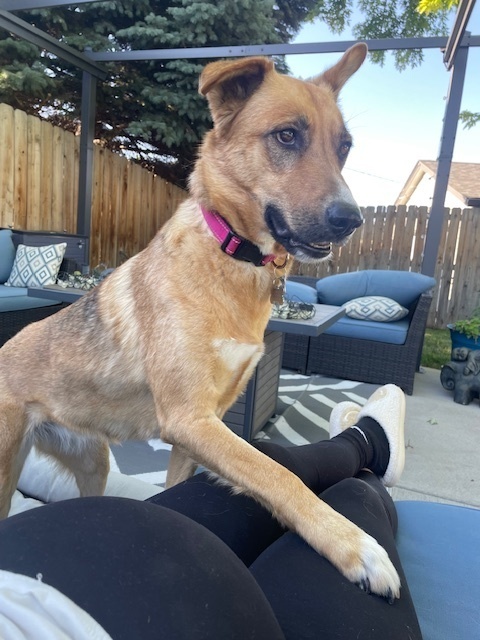 Jeanie, an adoptable Shepherd in Littleton, CO, 80126 | Photo Image 4