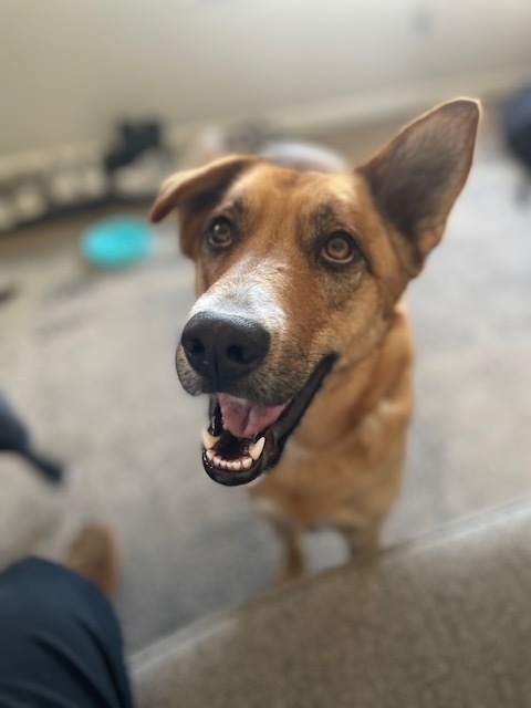 Jeanie, an adoptable Shepherd in Littleton, CO, 80126 | Photo Image 4