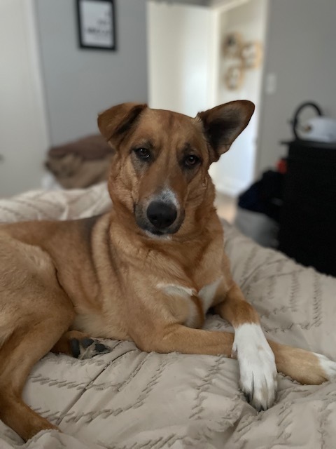 Jeanie, an adoptable Shepherd in Littleton, CO, 80126 | Photo Image 6