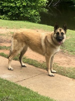 ABBEY is a 35-year-old female German Shepherd possibly Malinois mix thats a real sweetie She is v