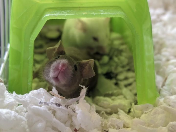 Enamel, an adopted Mouse in Bellingham, WA_image-2