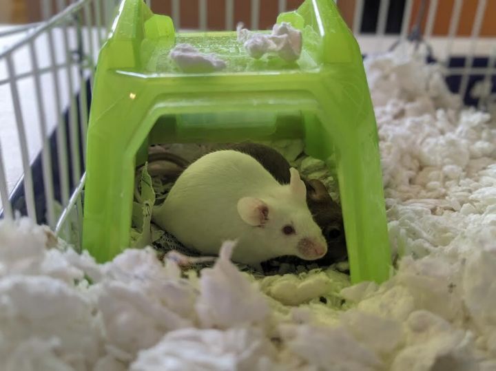 General Grievous, an adopted Mouse in Bellingham, WA_image-1