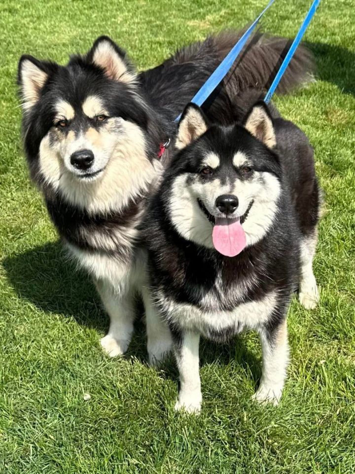 Malamute needs hot sale home