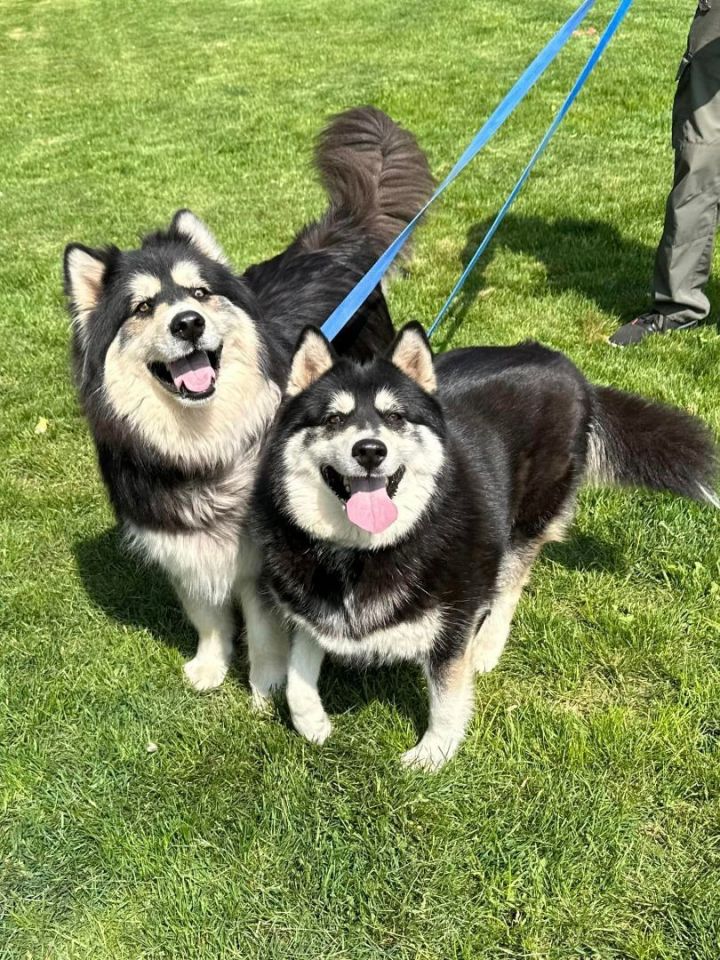 Dog for adoption - Kilo, an Alaskan Malamute Mix in Titusville, FL