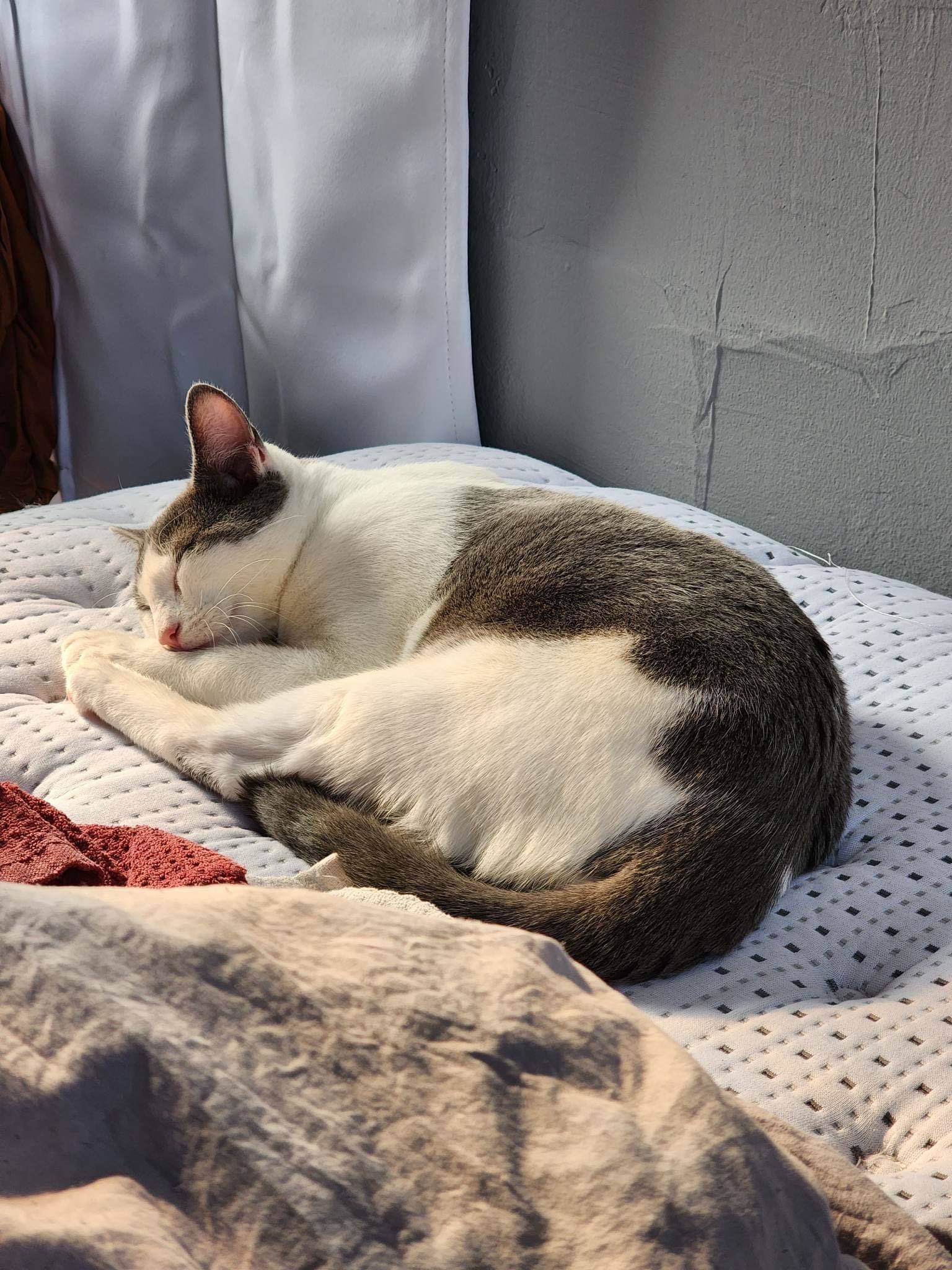 Soybean, an adoptable Domestic Short Hair in St. Ann, MO, 63074 | Photo Image 1