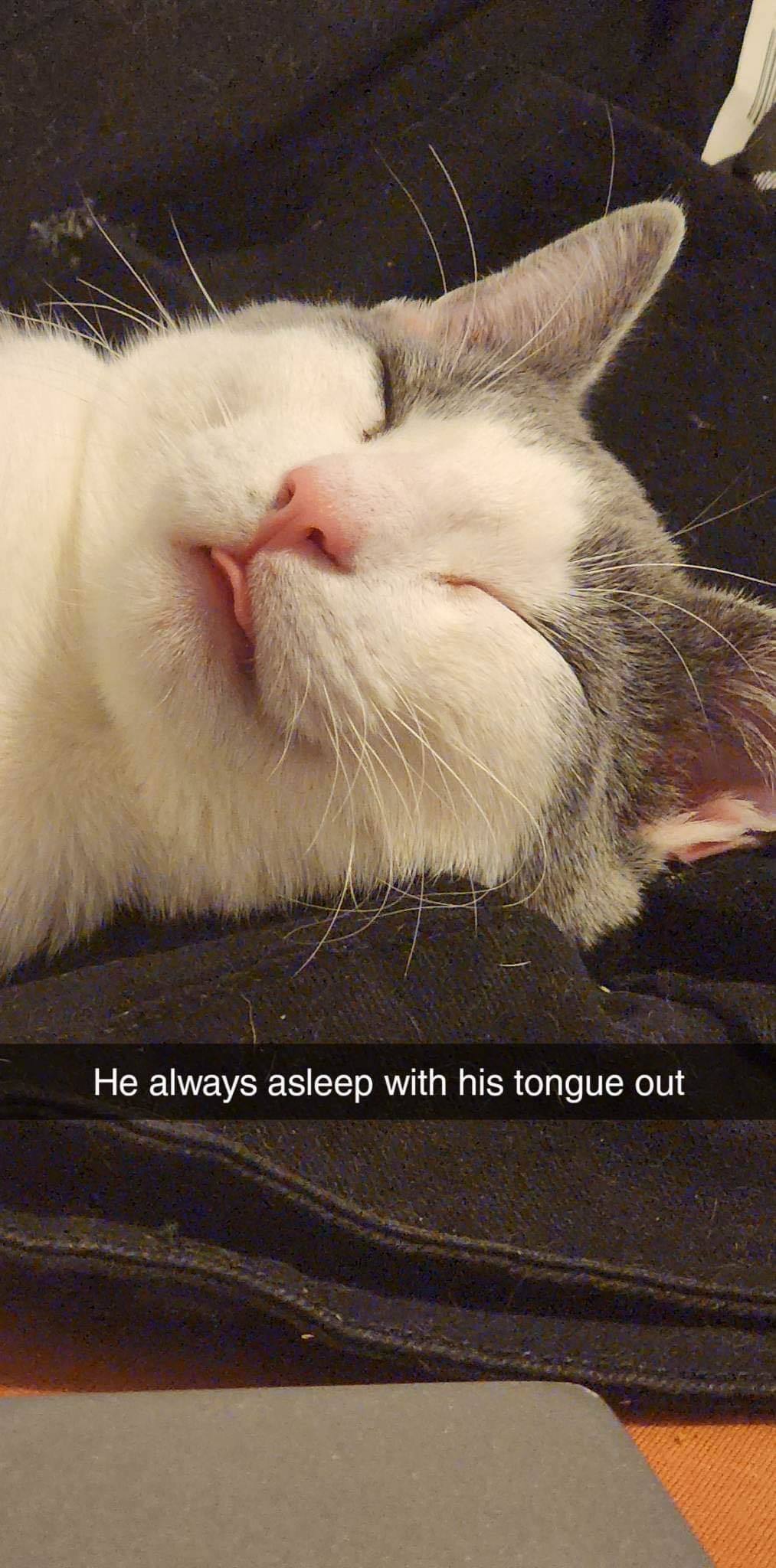 Soybean, an adoptable Domestic Short Hair in St. Ann, MO, 63074 | Photo Image 2