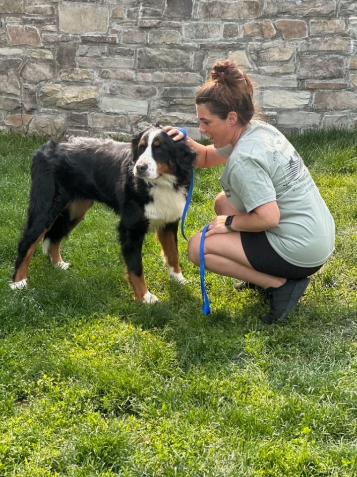 Petfinder bernese sale mountain dog