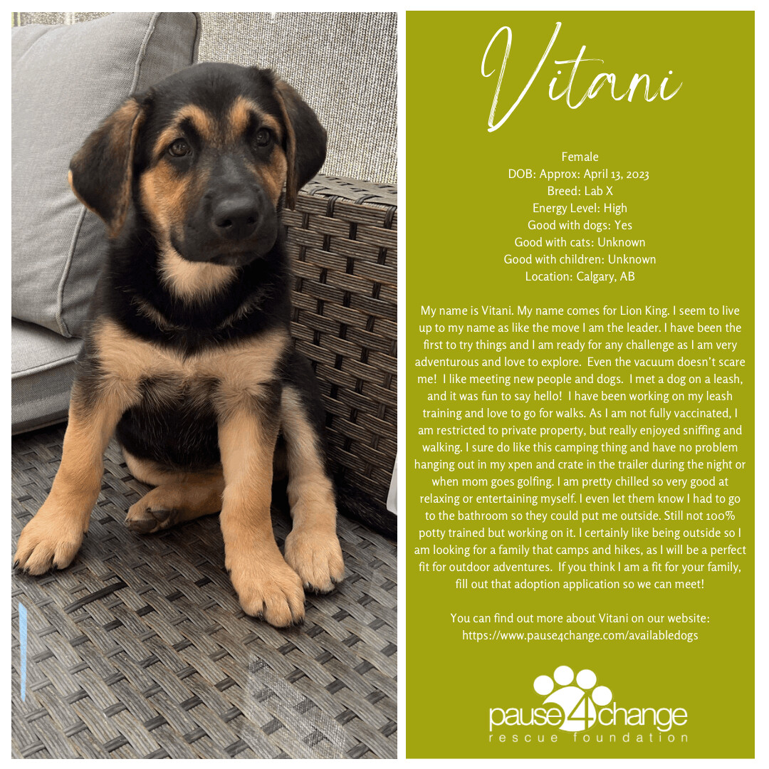 Vitani , an adoptable Black Labrador Retriever in Calgary, AB, T3C 1W4 | Photo Image 1