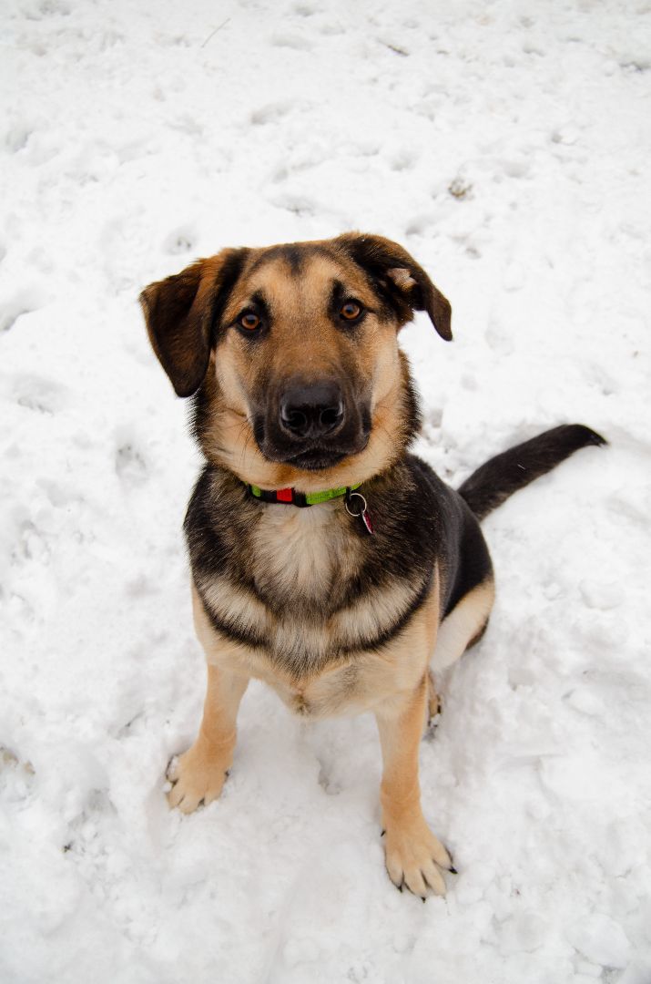 Pertrie, an adoptable Black Labrador Retriever in Calgary, AB, T3C 1W4 | Photo Image 3