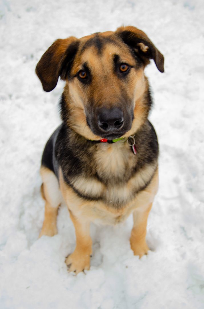 Pertrie, an adoptable Black Labrador Retriever in Calgary, AB, T3C 1W4 | Photo Image 4