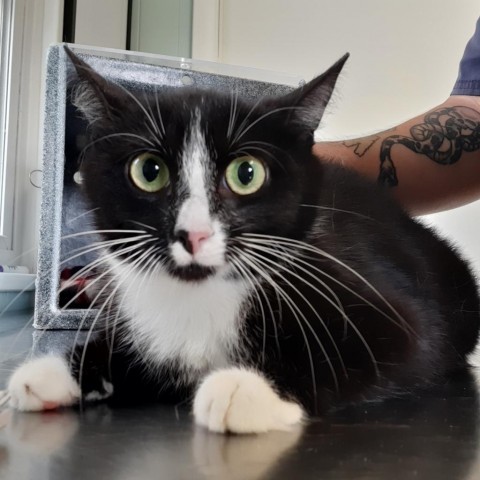 Nala, an adoptable Domestic Short Hair in Green Cove Springs, FL, 32043 | Photo Image 1