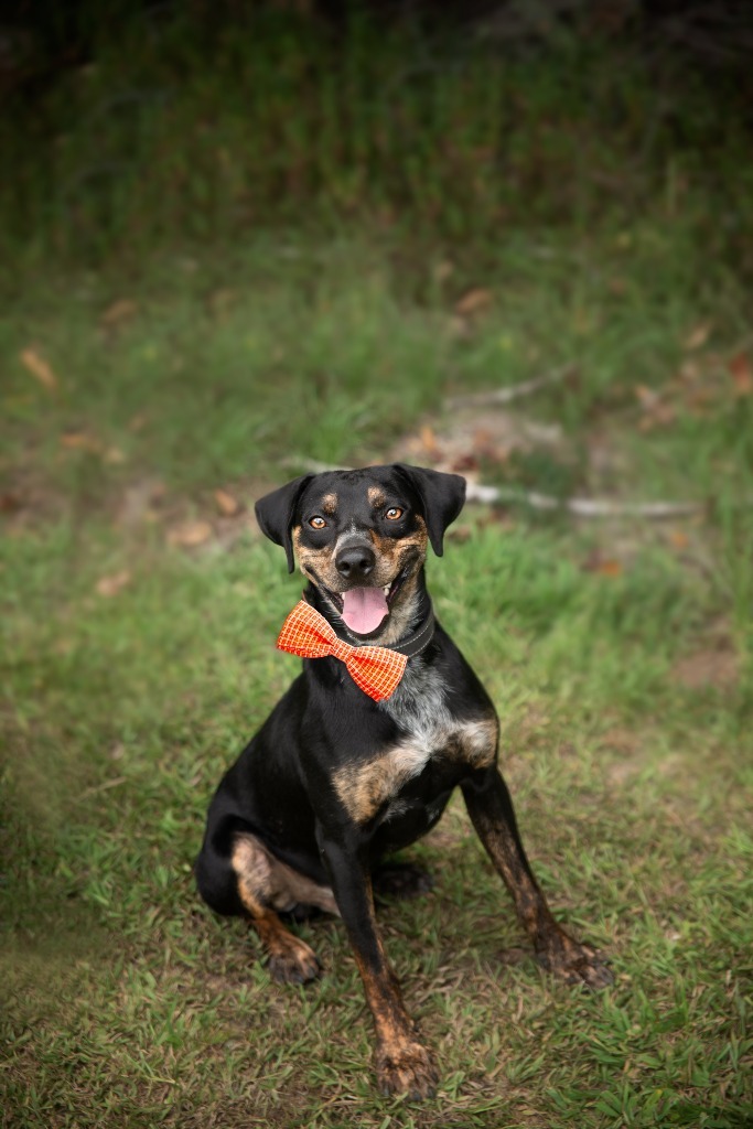 Nugget, an adoptable Hound, Pointer in Saint Francisville, LA, 70775 | Photo Image 1