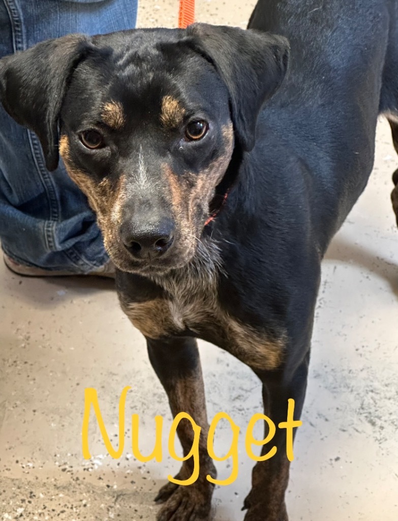 Nugget, an adoptable Hound, Pointer in Saint Francisville, LA, 70775 | Photo Image 2