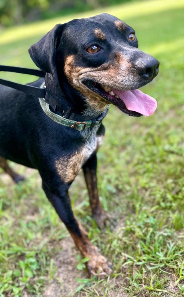 Nugget, an adoptable Hound, Pointer in Saint Francisville, LA, 70775 | Photo Image 3