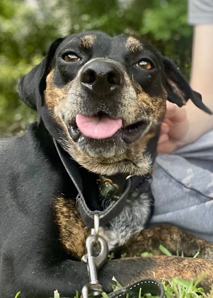 Nugget, an adoptable Hound, Pointer in Saint Francisville, LA, 70775 | Photo Image 4