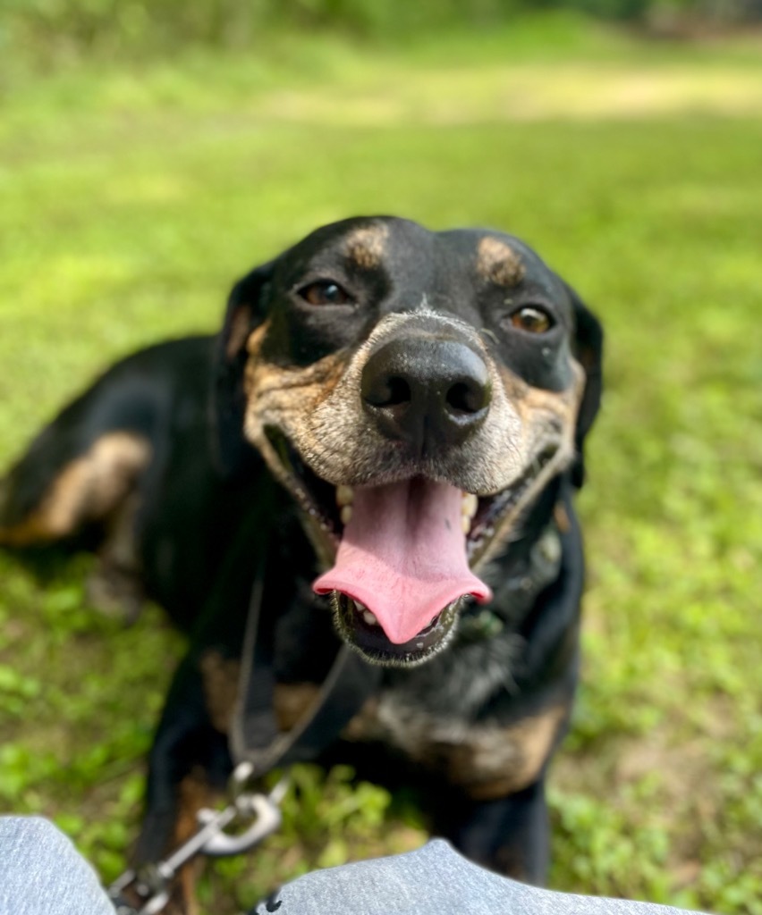 Nugget, an adoptable Hound, Pointer in Saint Francisville, LA, 70775 | Photo Image 5