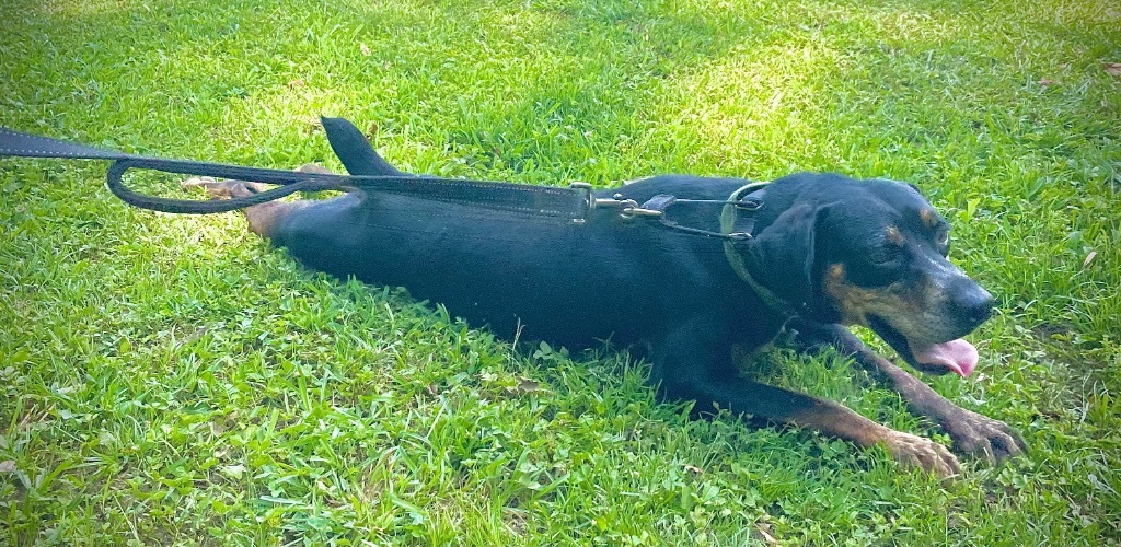 Nugget, an adoptable Hound, Pointer in Saint Francisville, LA, 70775 | Photo Image 6