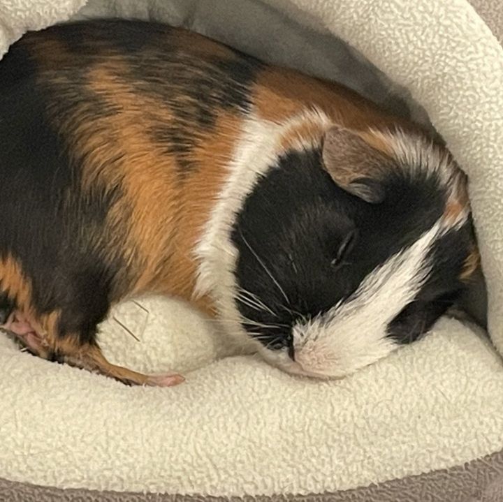 Daz, an adopted Guinea Pig in Burlingame, CA_image-3
