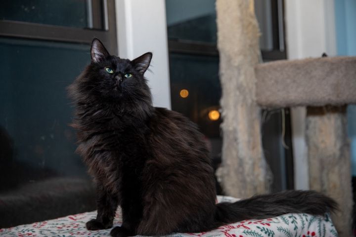 Fabio, an adoptable Maine Coon in Chicago, IL_image-2