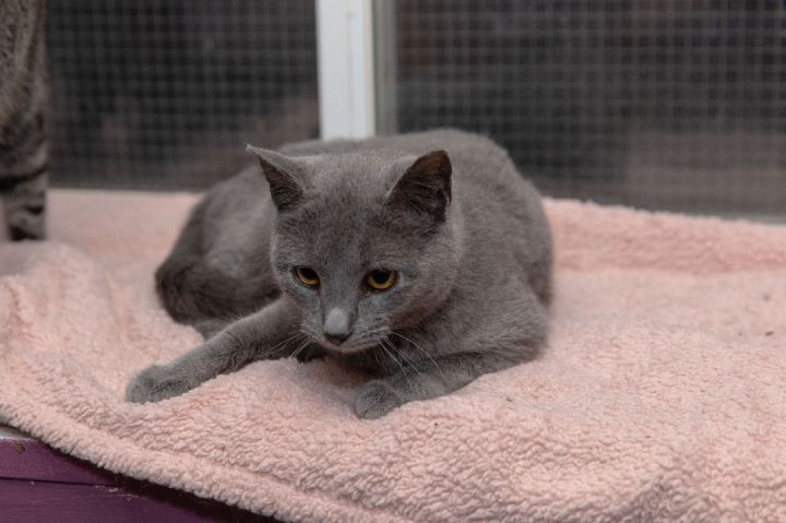 Grace, an adoptable Russian Blue in Chicago, IL_image-1