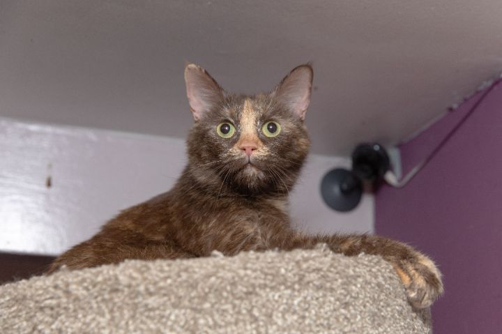 Poppy, an adoptable Domestic Short Hair in Chicago, IL_image-2