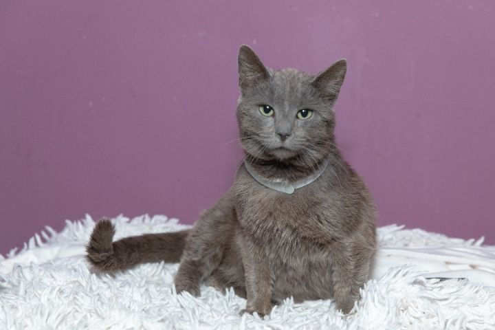 Gracey, an adoptable Russian Blue in Chicago, IL_image-1