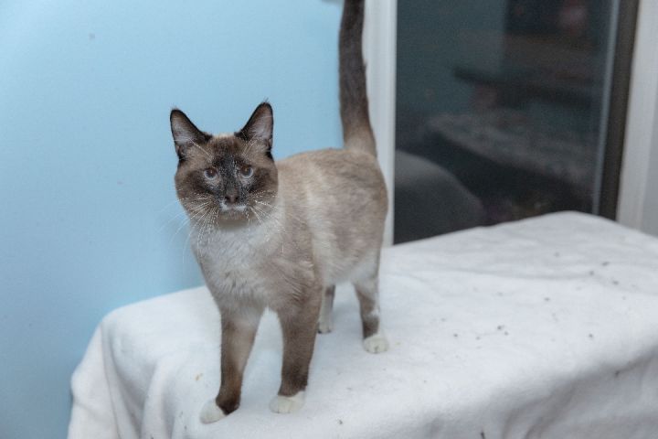 Huckleberry, an adoptable Siamese in Chicago, IL_image-1