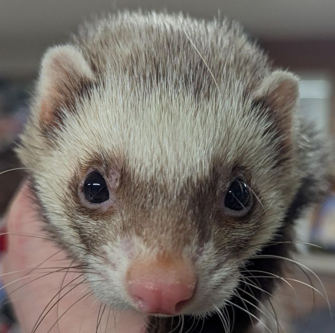 Ferret for adoption Vinnie & Squiggy, a Ferret in Carlton, OR Petfinder