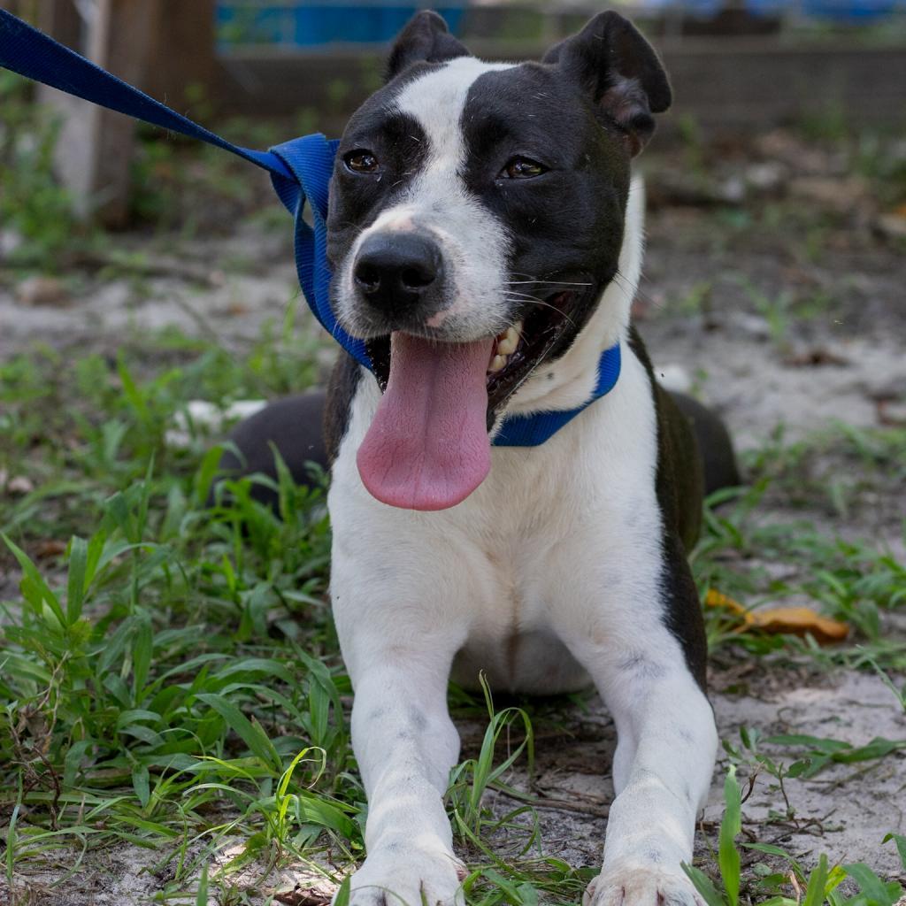 Cindy Lou, an adoptable Mixed Breed in QUINCY, FL, 32351 | Photo Image 1