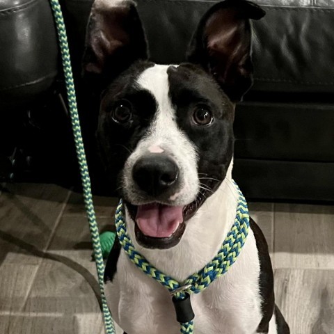 Cindy Lou, an adoptable Mixed Breed in QUINCY, FL, 32351 | Photo Image 5