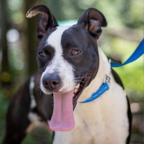 Cindy Lou, an adoptable Mixed Breed in QUINCY, FL, 32351 | Photo Image 6