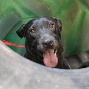 Dorothy Black Labrador Retriever Dog