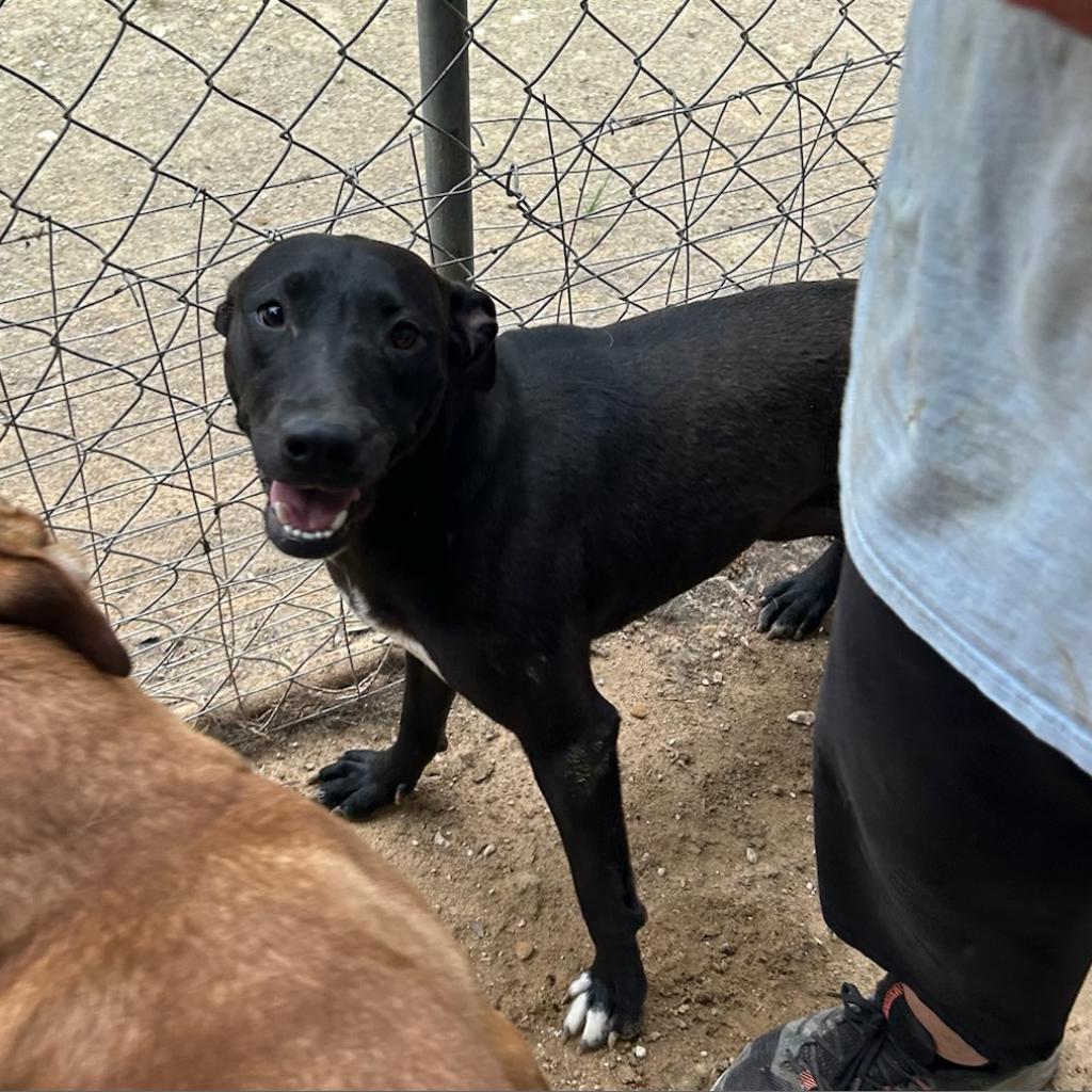 Dorothy, an adoptable Black Labrador Retriever in QUINCY, FL, 32351 | Photo Image 2