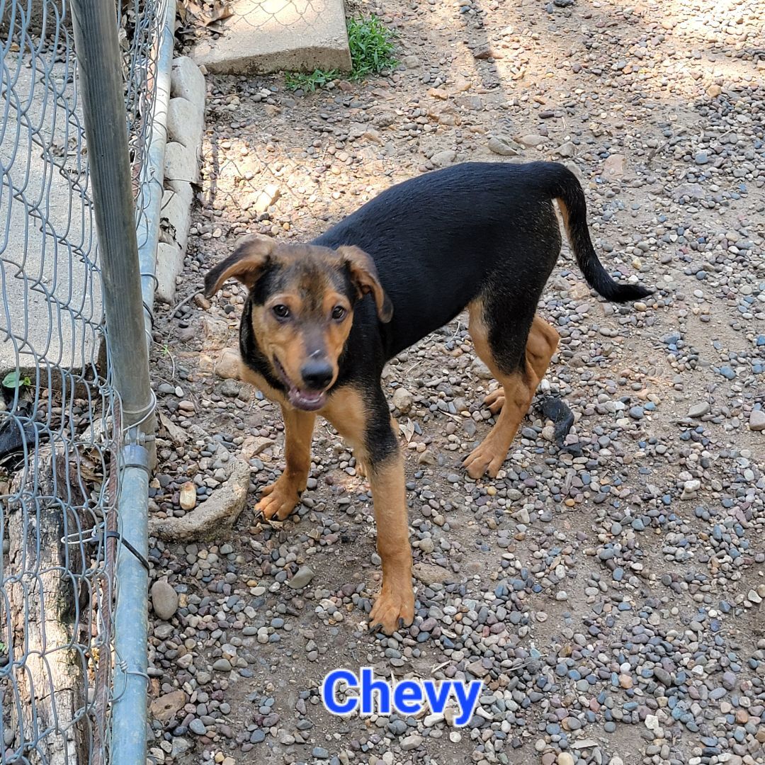 Chevy, an adoptable Black Labrador Retriever in Wever, IA, 52658 | Photo Image 4