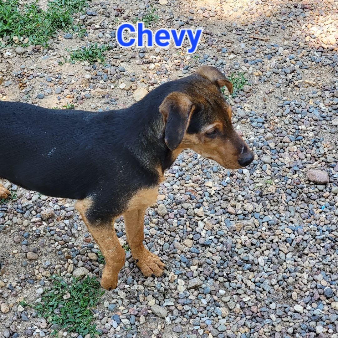 Chevy, an adoptable Black Labrador Retriever in Wever, IA, 52658 | Photo Image 5