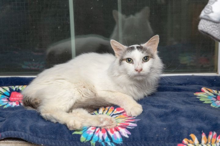 Flower, an adoptable Maine Coon in Chicago, IL_image-1