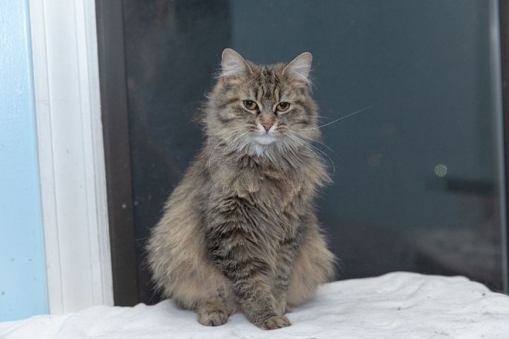 Carolina, an adoptable Maine Coon in Chicago, IL_image-2