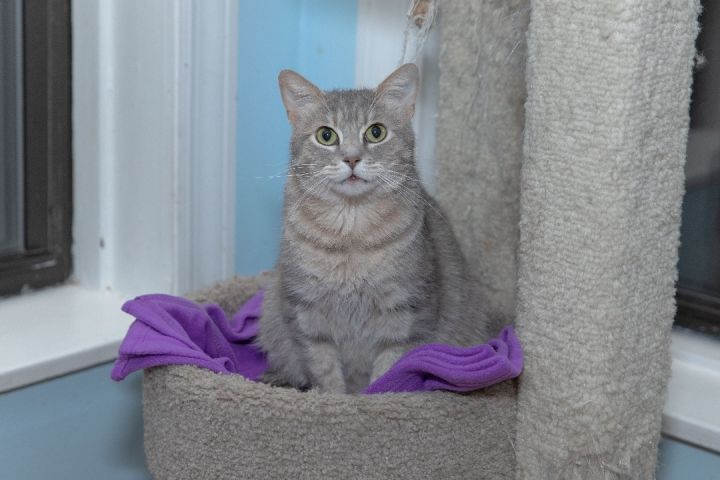 Mama Kate, an adoptable Domestic Short Hair in Chicago, IL_image-2