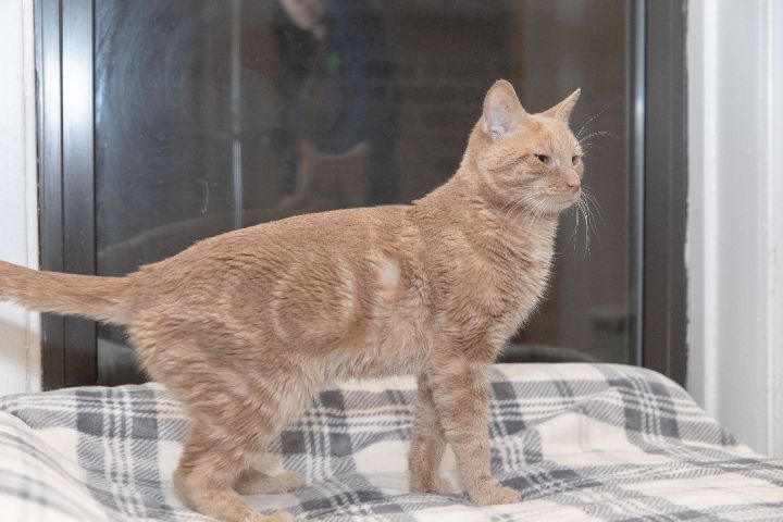 Peaches, an adoptable Domestic Short Hair in Chicago, IL_image-2