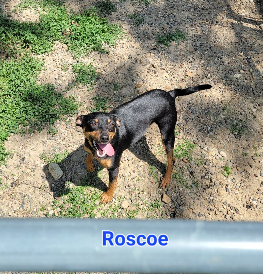 Roscoe, an adoptable Miniature Pinscher, Black Labrador Retriever in Wever, IA, 52658 | Photo Image 1