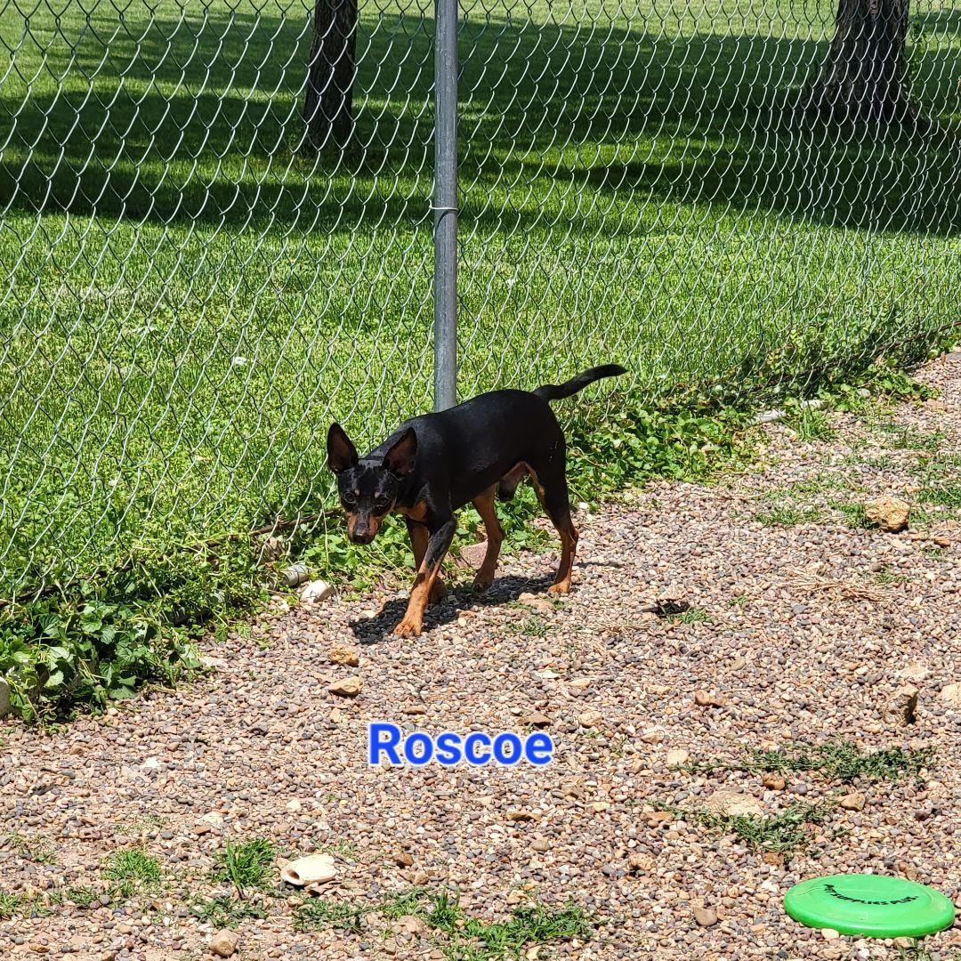 Roscoe, an adoptable Miniature Pinscher, Black Labrador Retriever in Wever, IA, 52658 | Photo Image 2